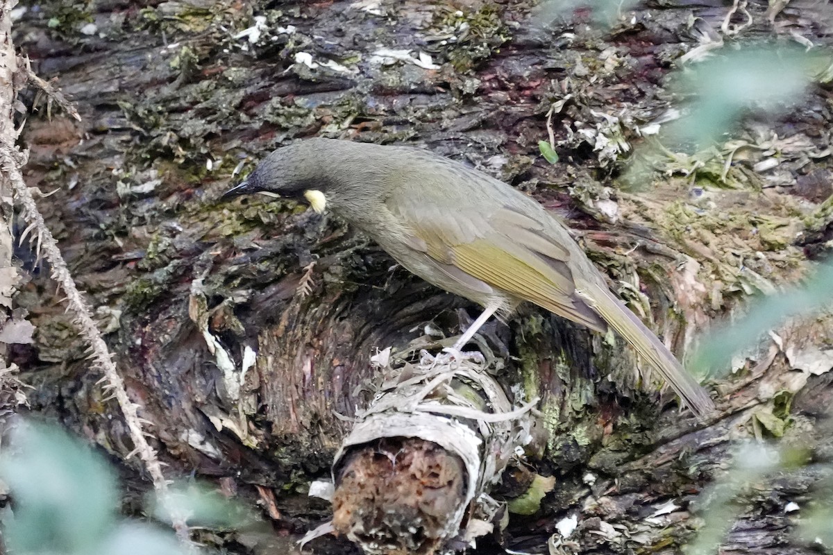 Lewin's Honeyeater - ML644306424