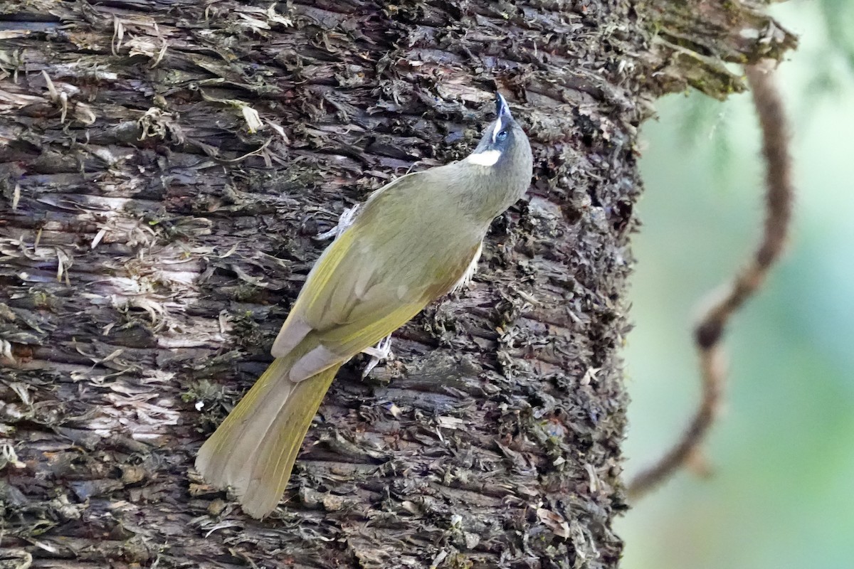 Lewin's Honeyeater - ML644306425