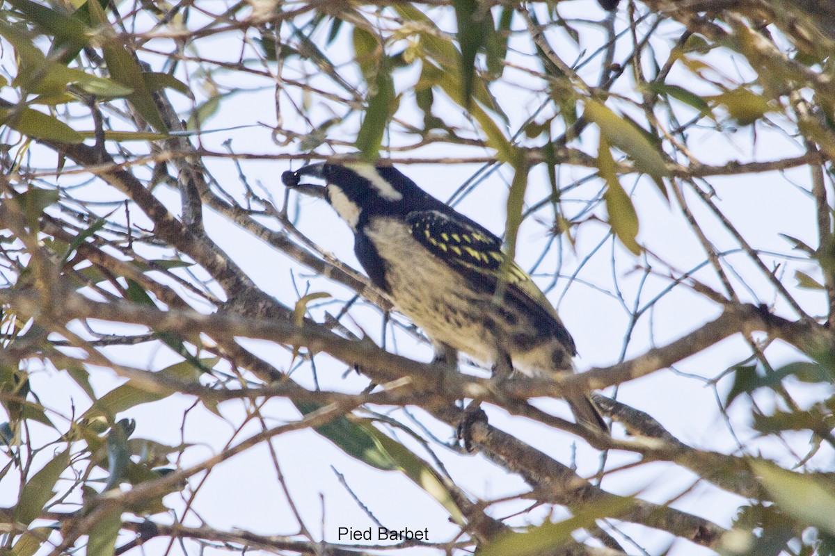 Barbudo Pío - ML644306429