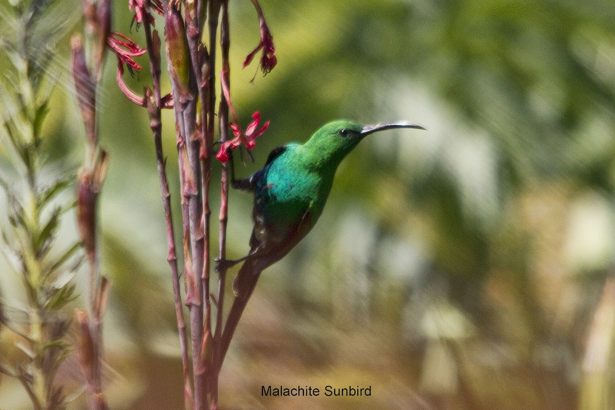 Malachite Sunbird - ML644306441