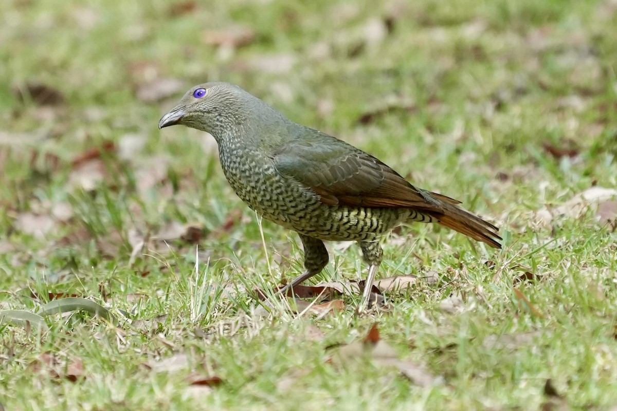 Satin Bowerbird - ML644306444