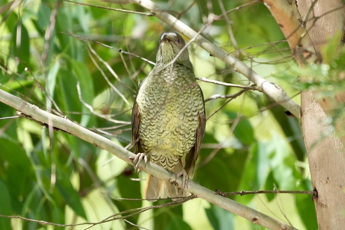 Satin Bowerbird - ML644306445