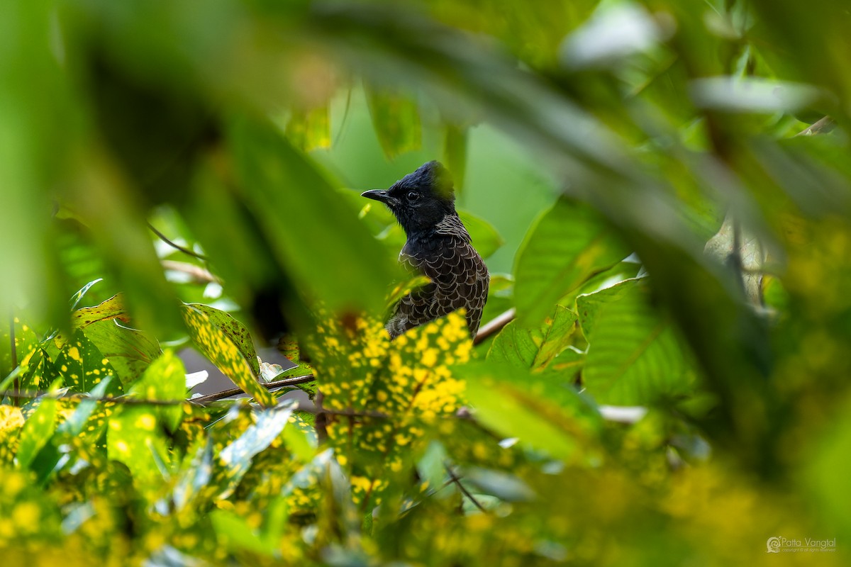 בולבול אדום-שת - ML644306447