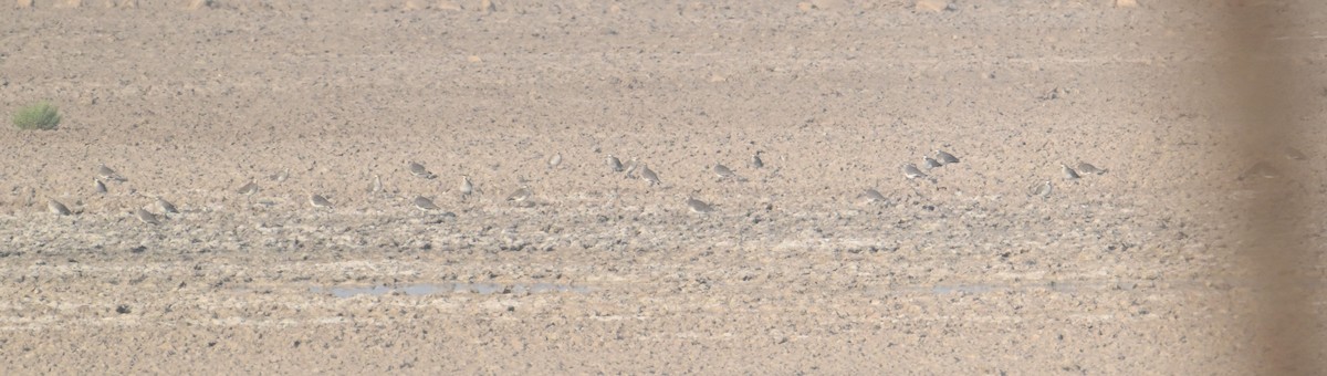 קיווית להקנית - ML644306448