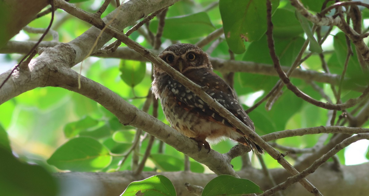 Spotted Owlet - ML644306449