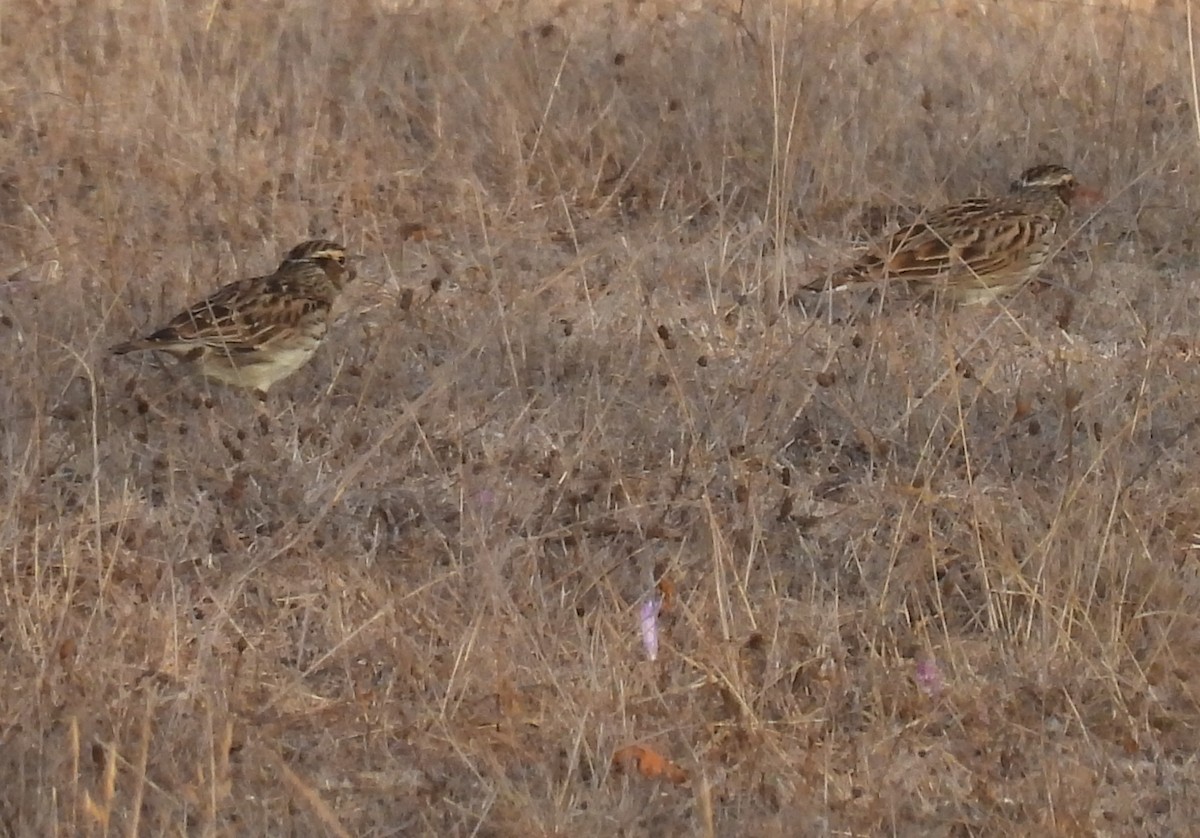 Wood Lark - ML644306452