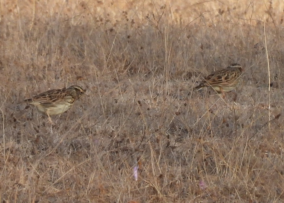 Wood Lark - ML644306453