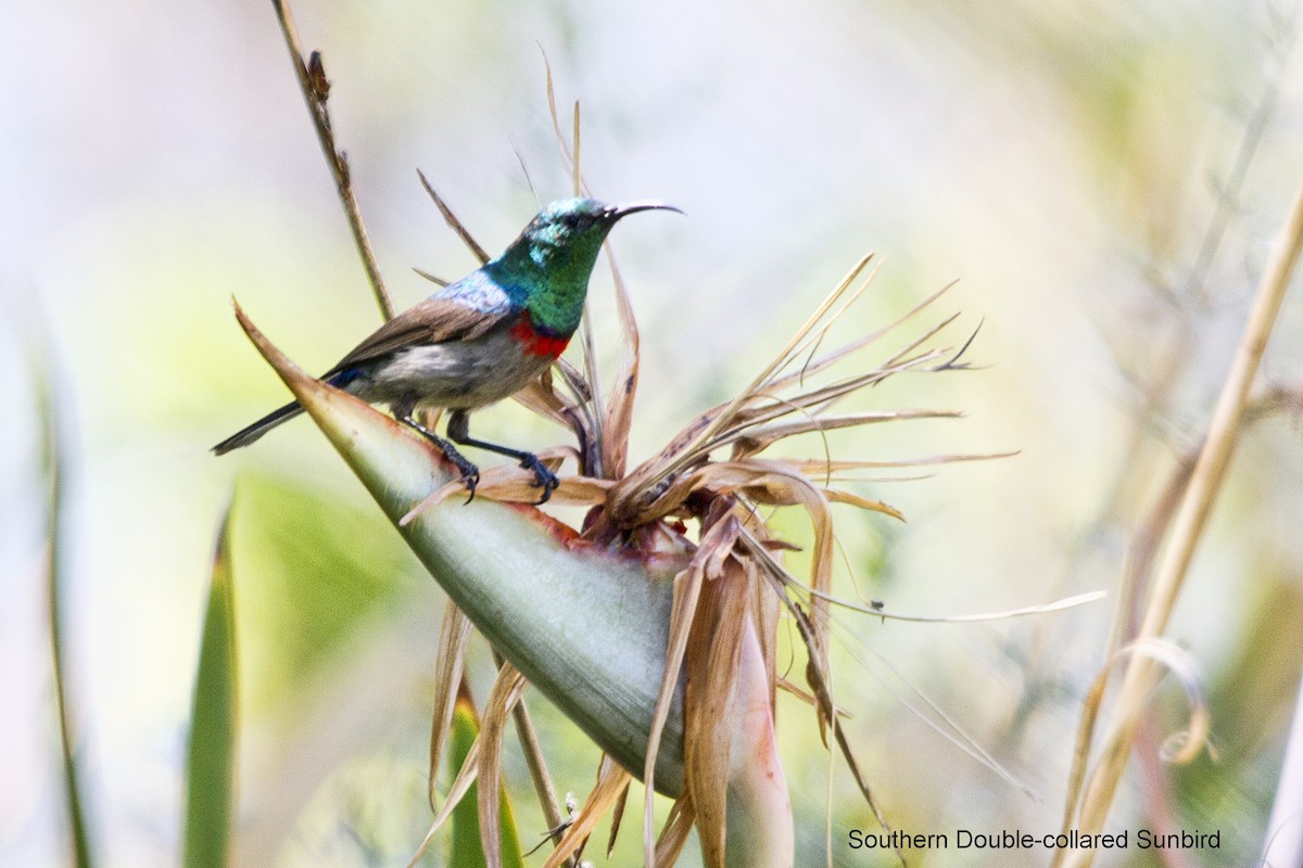Southern Double-collared Sunbird - ML644306454