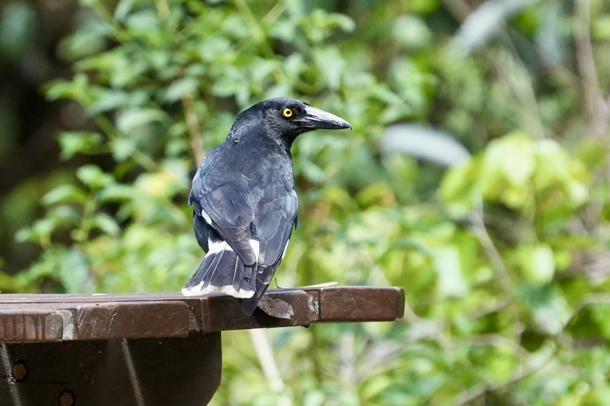 Verdugo Pío - ML644306459