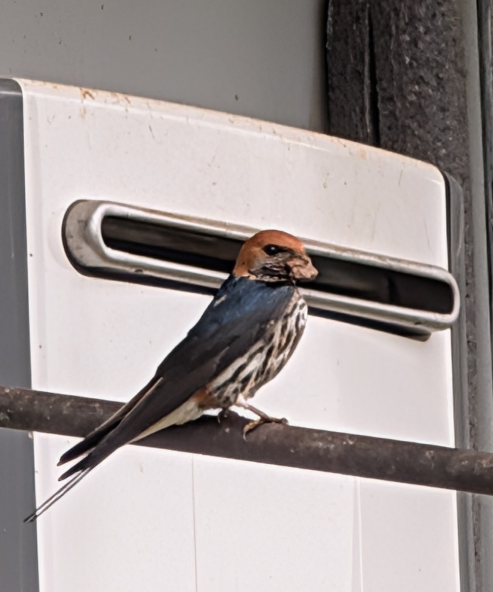 Ластівка абісинська - ML644306461