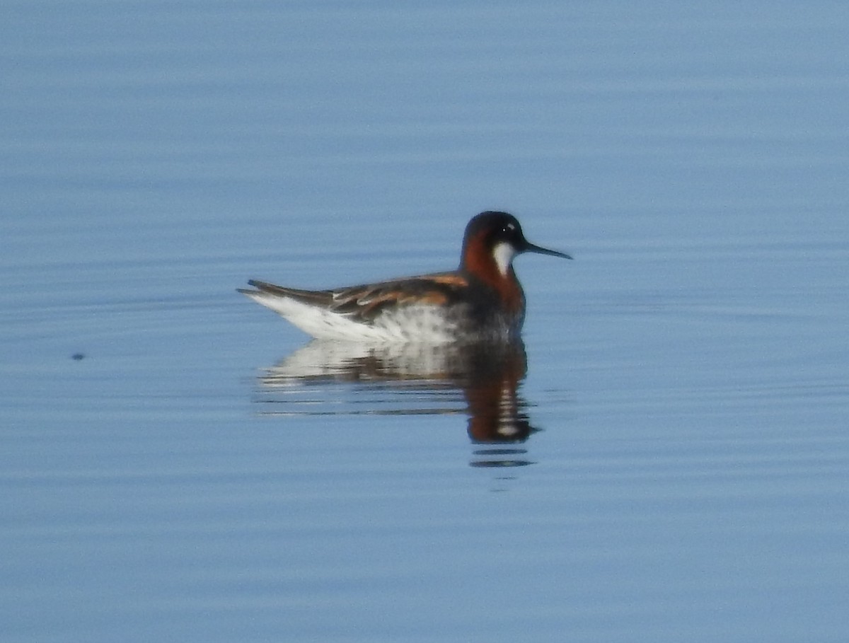 Falaropo Picofino - ML644306465