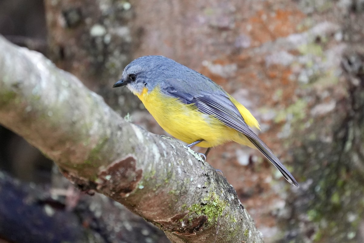 Doğulu Sarı Bülbül - ML644306466