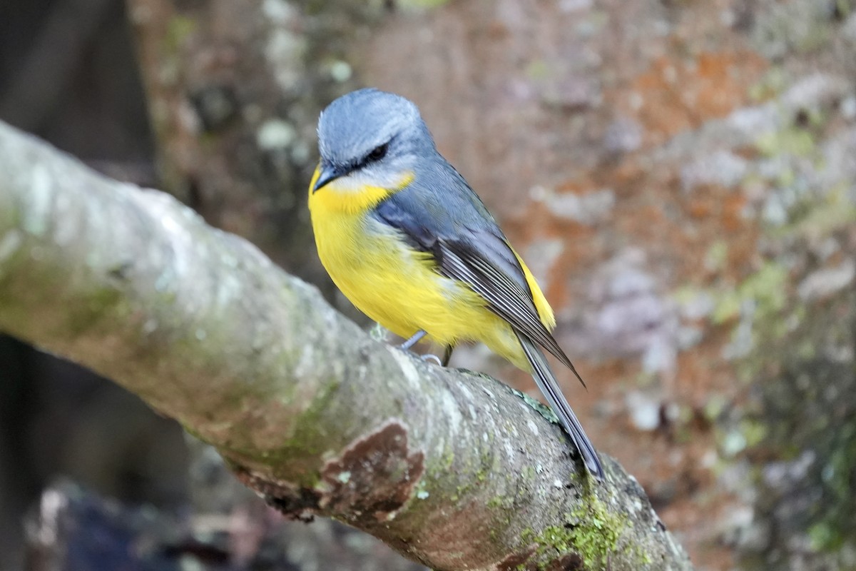 Doğulu Sarı Bülbül - ML644306467