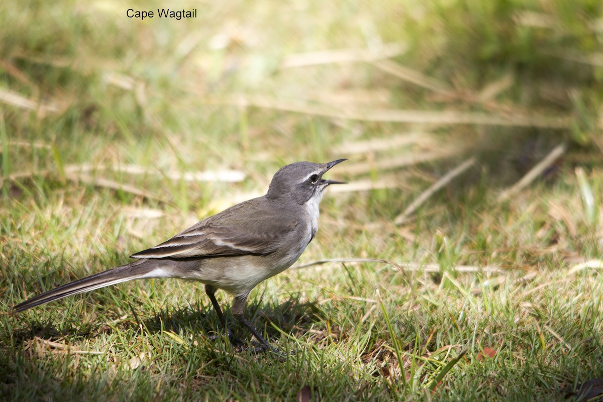 konipas jihoafrický - ML644306468