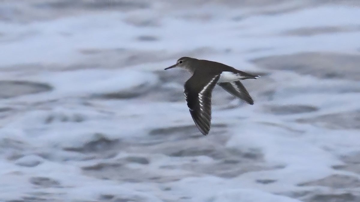 pisík obecný - ML644306474