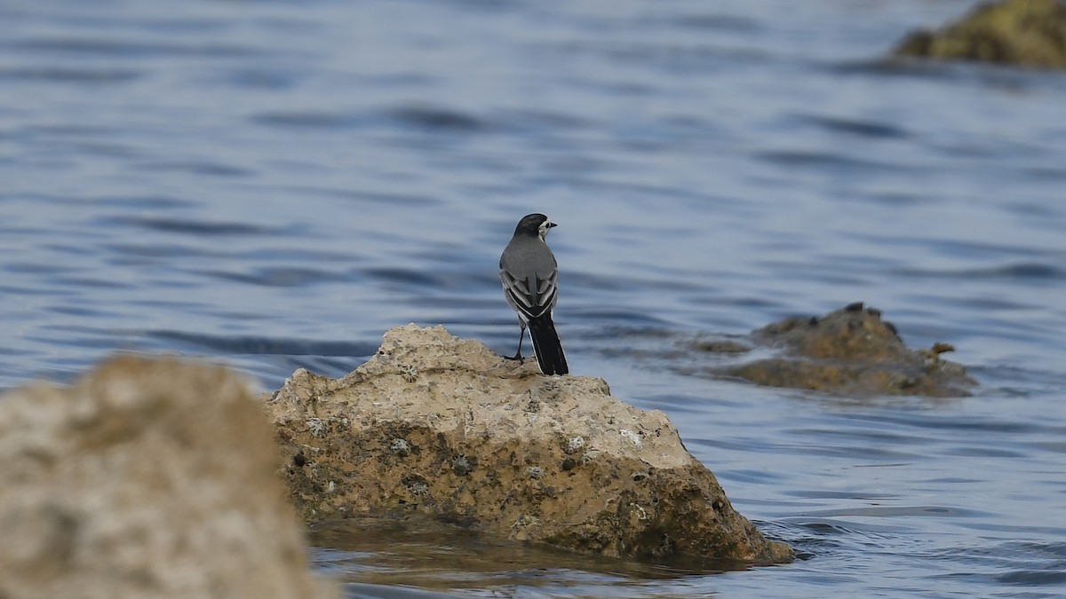 konipas bílý - ML644306495