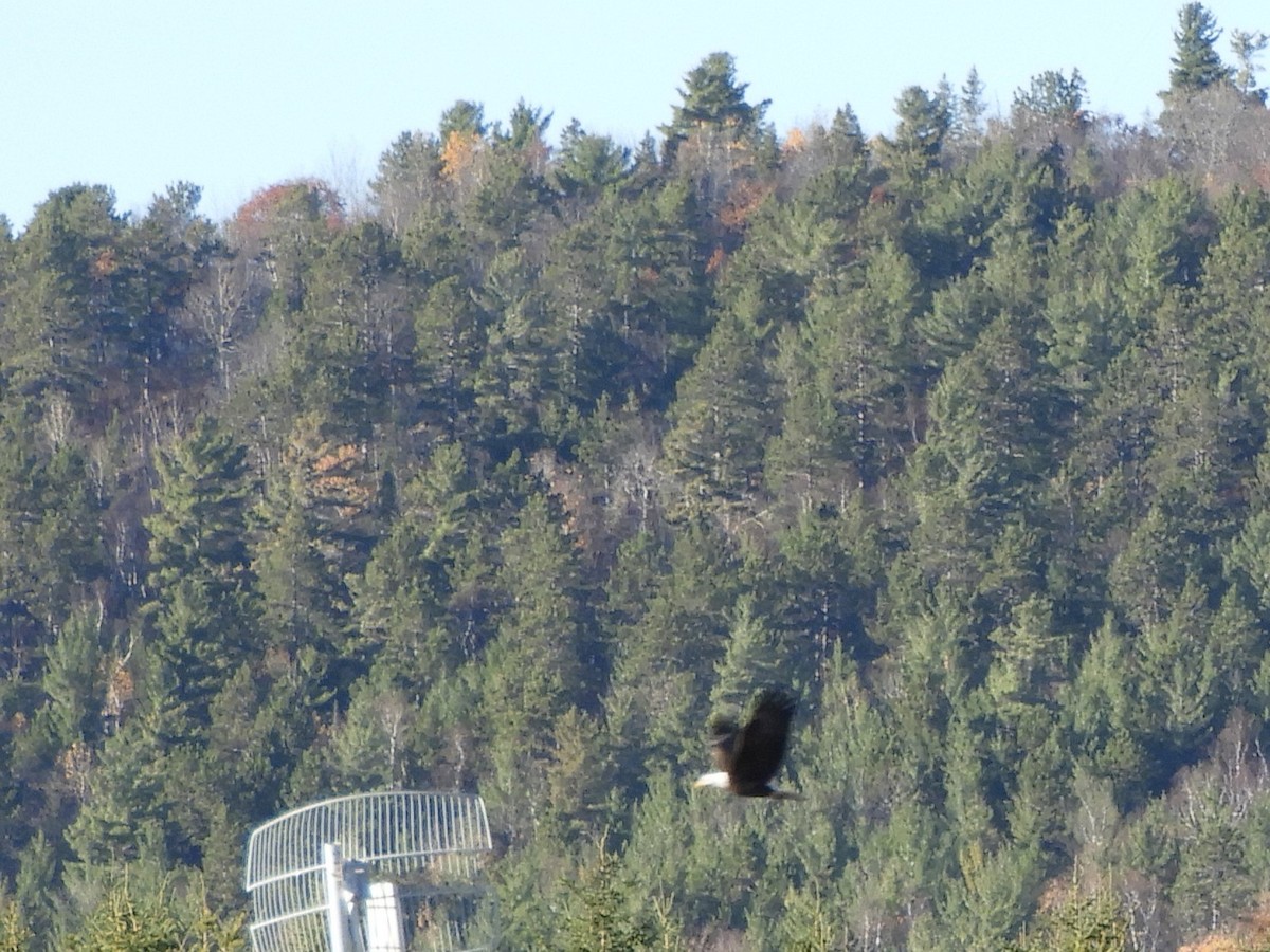 Bald Eagle - ML644306497