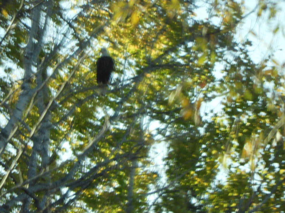 Bald Eagle - ML644306499