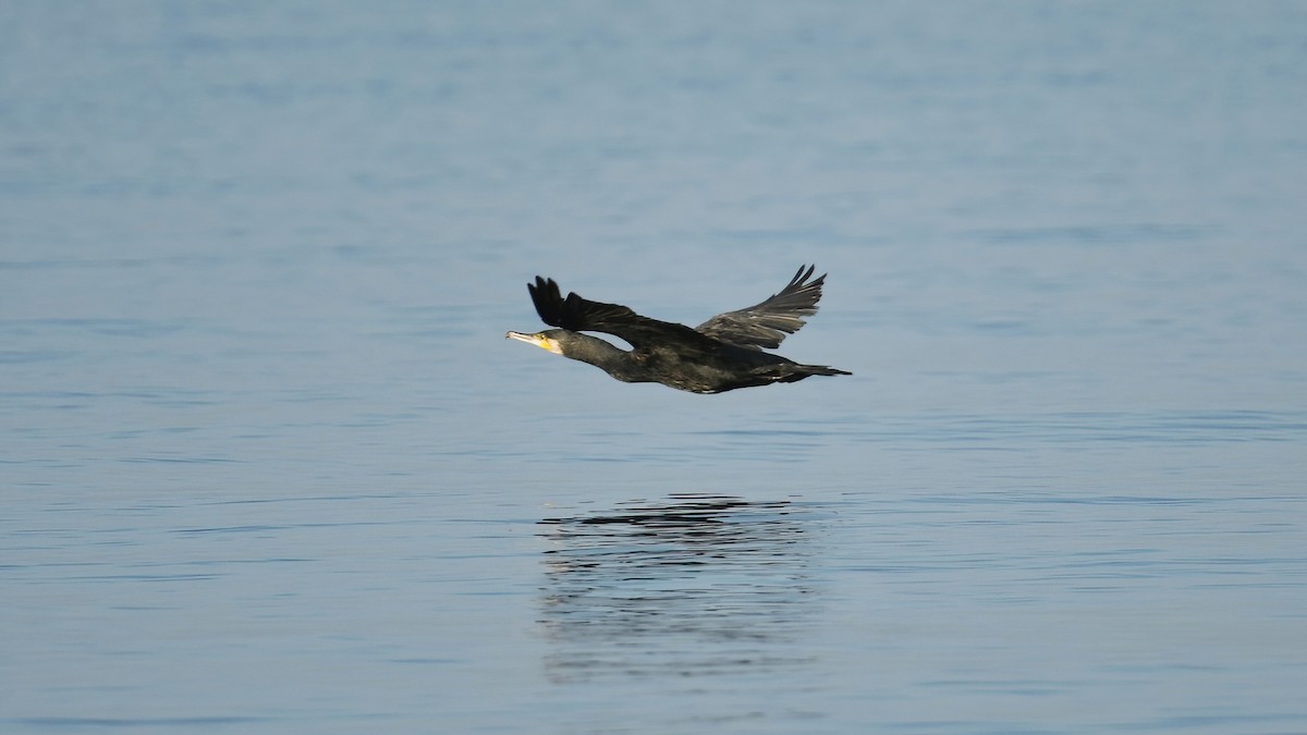 kormorán velký - ML644306503