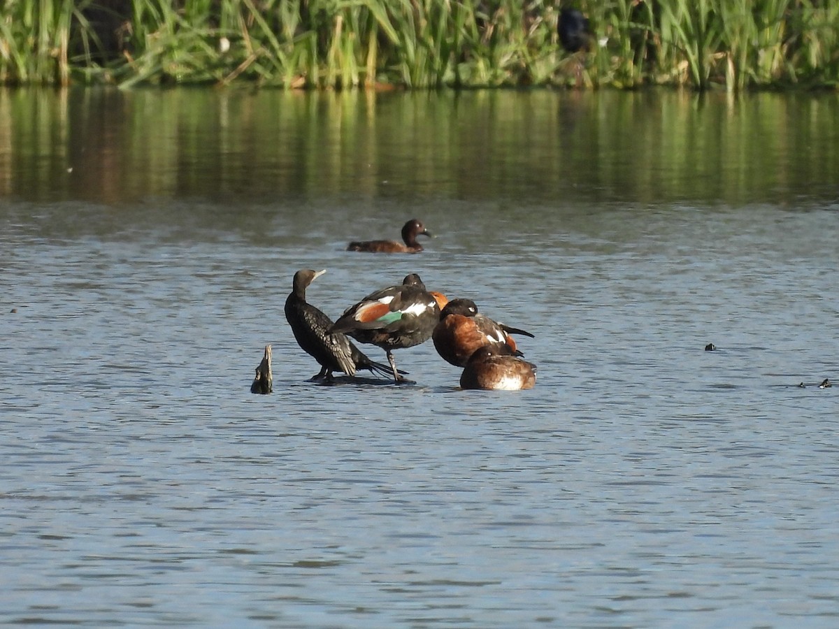 Tadorne d'Australie - ML644306512