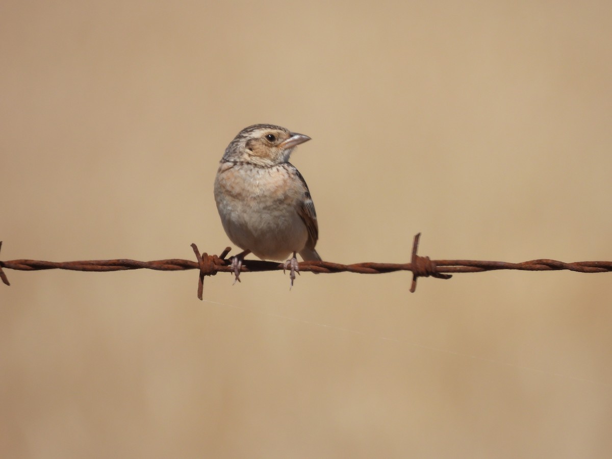 savannelerke (javanica gr.) - ML644306515