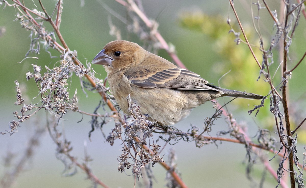 Blue Grosbeak - ML644306517