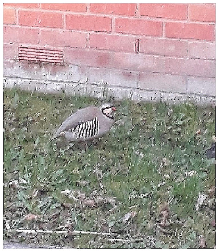 Кеклик - ML644306520