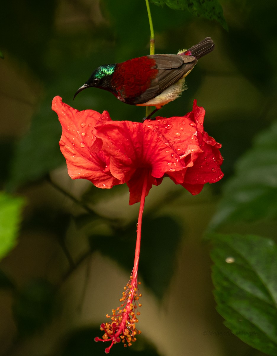 malabarsolfugl - ML644306522