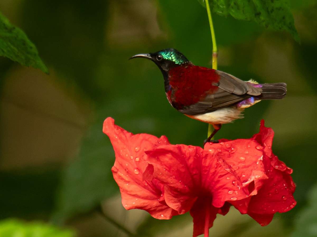 malabarsolfugl - ML644306523