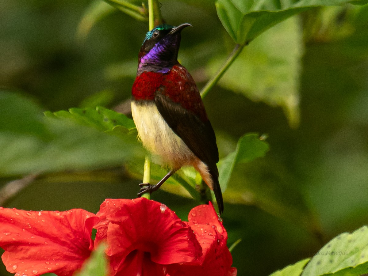 malabarsolfugl - ML644306524