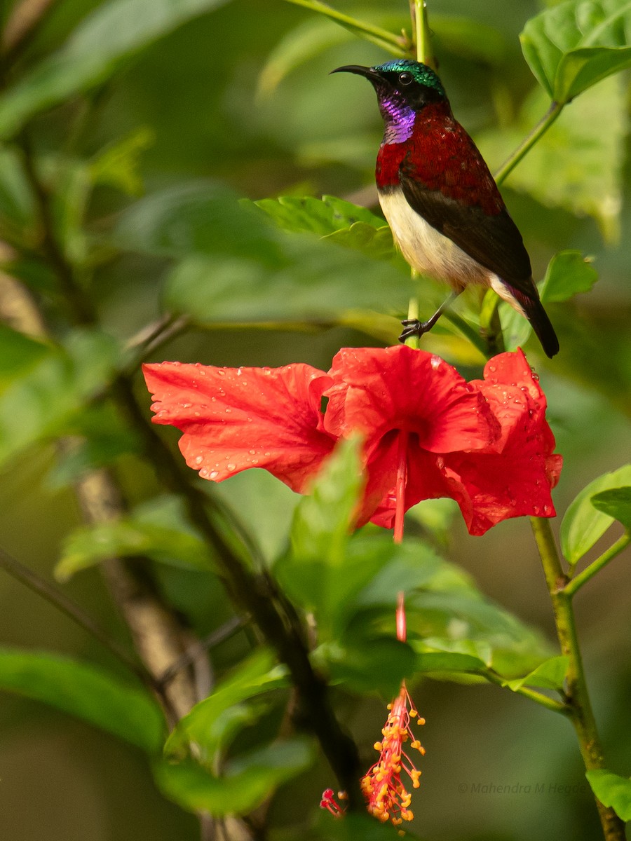 malabarsolfugl - ML644306525