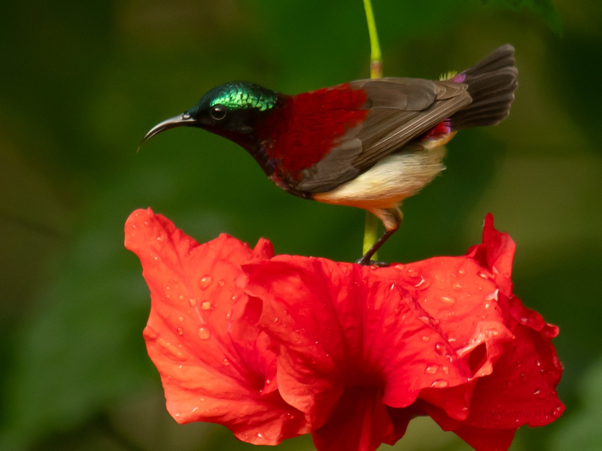 malabarsolfugl - ML644306526