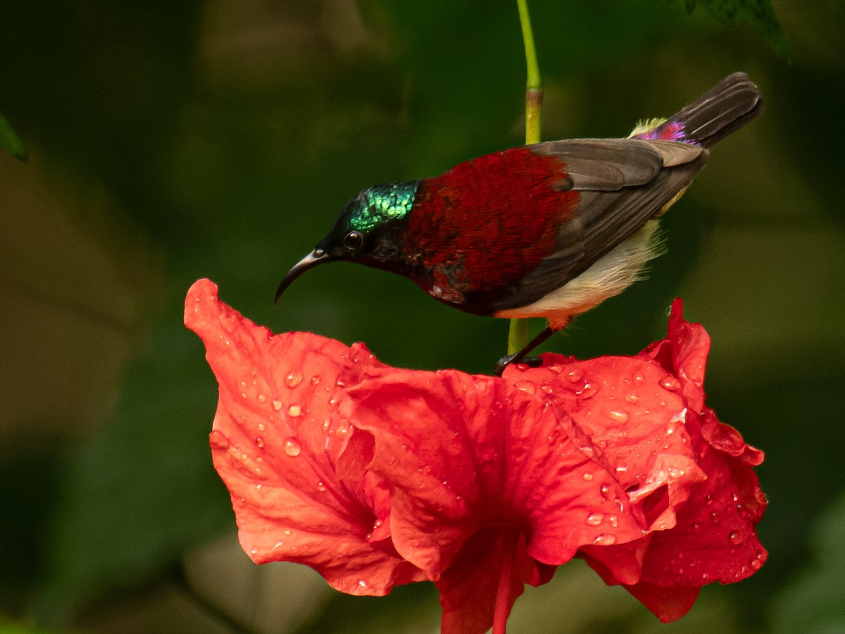 malabarsolfugl - ML644306527