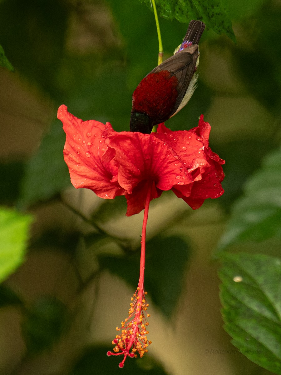 malabarsolfugl - ML644306528