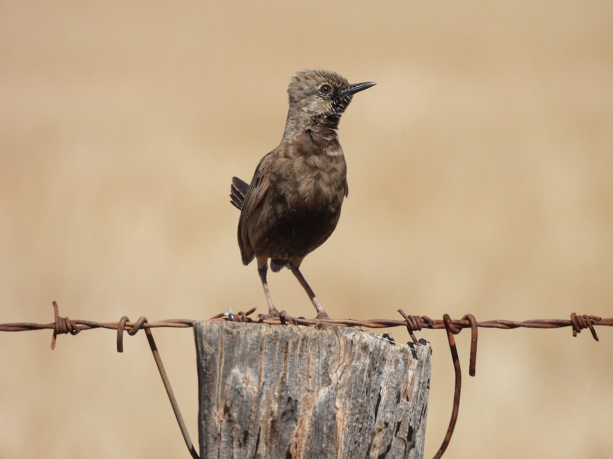 Роляк бурий - ML644306530