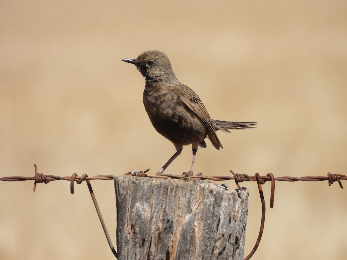 Роляк бурий - ML644306531
