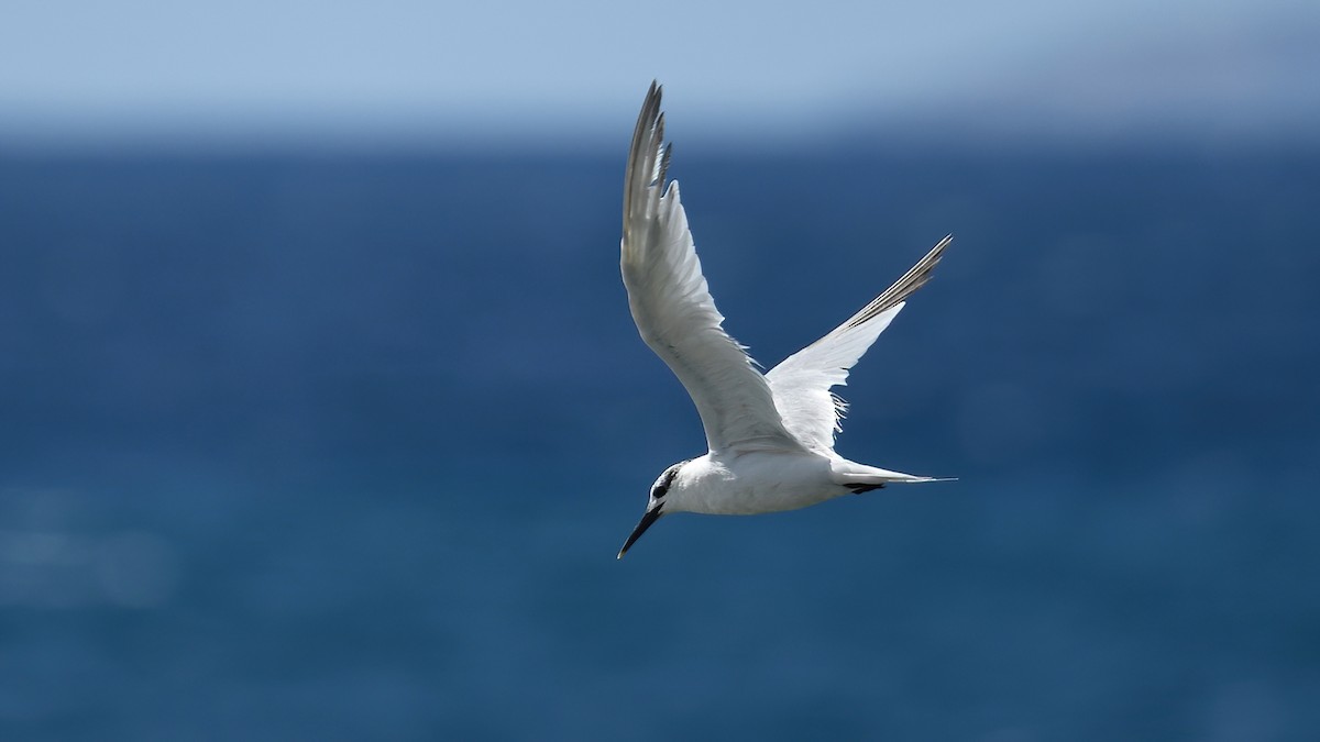 Kara Gagalı Sumru - ML644306537