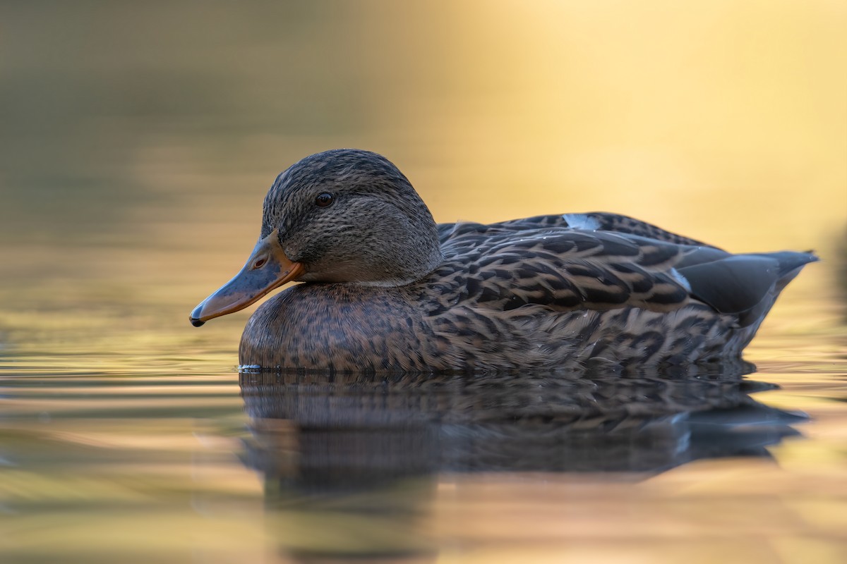 Mallard - ML644306560