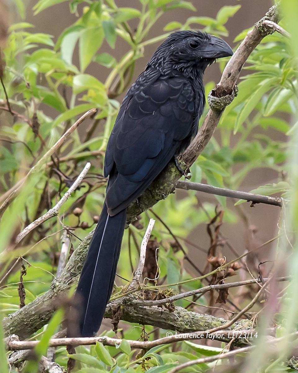 Groove-billed Ani - ML644306563