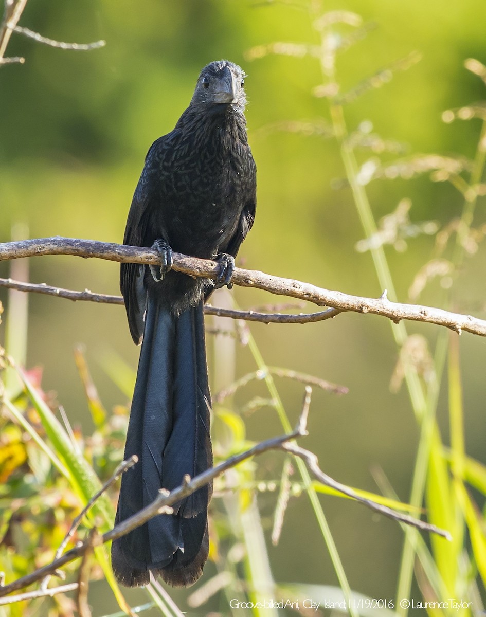 Groove-billed Ani - ML644306564