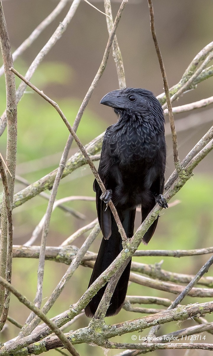 Groove-billed Ani - ML644306565