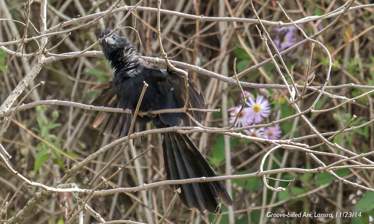 Groove-billed Ani - ML644306566