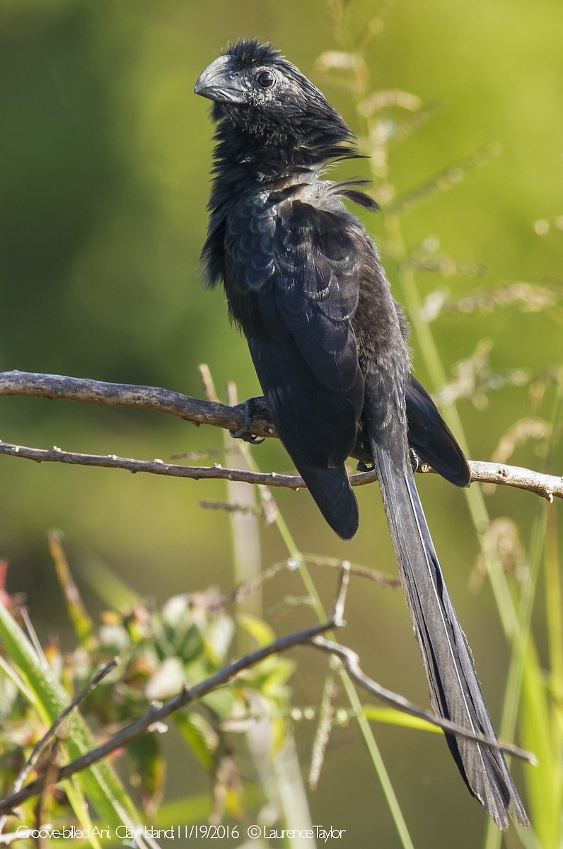 Groove-billed Ani - ML644306567