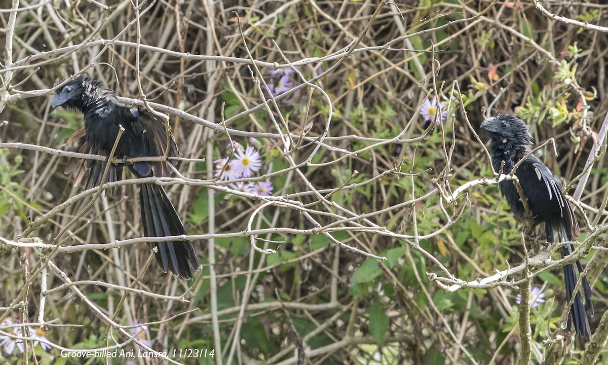 Groove-billed Ani - ML644306568
