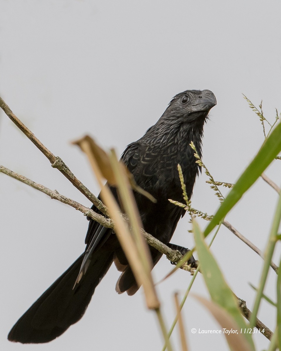 Groove-billed Ani - ML644306570