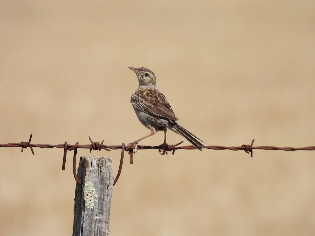 Australian Pipit - ML644306572