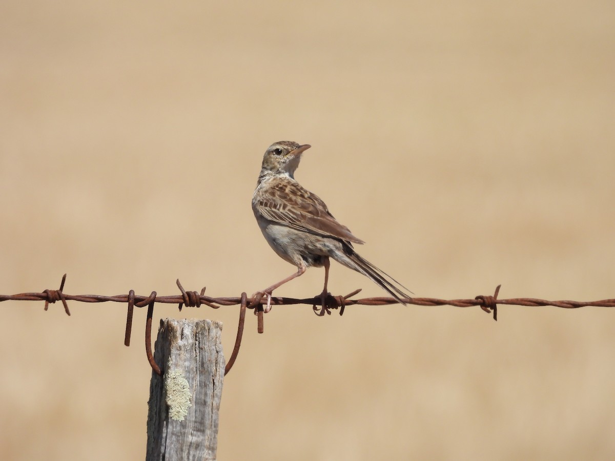 Australian Pipit - ML644306573