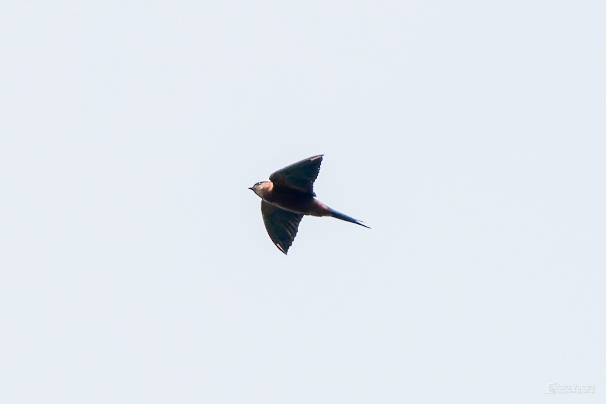Sri Lanka Swallow - ML644306576