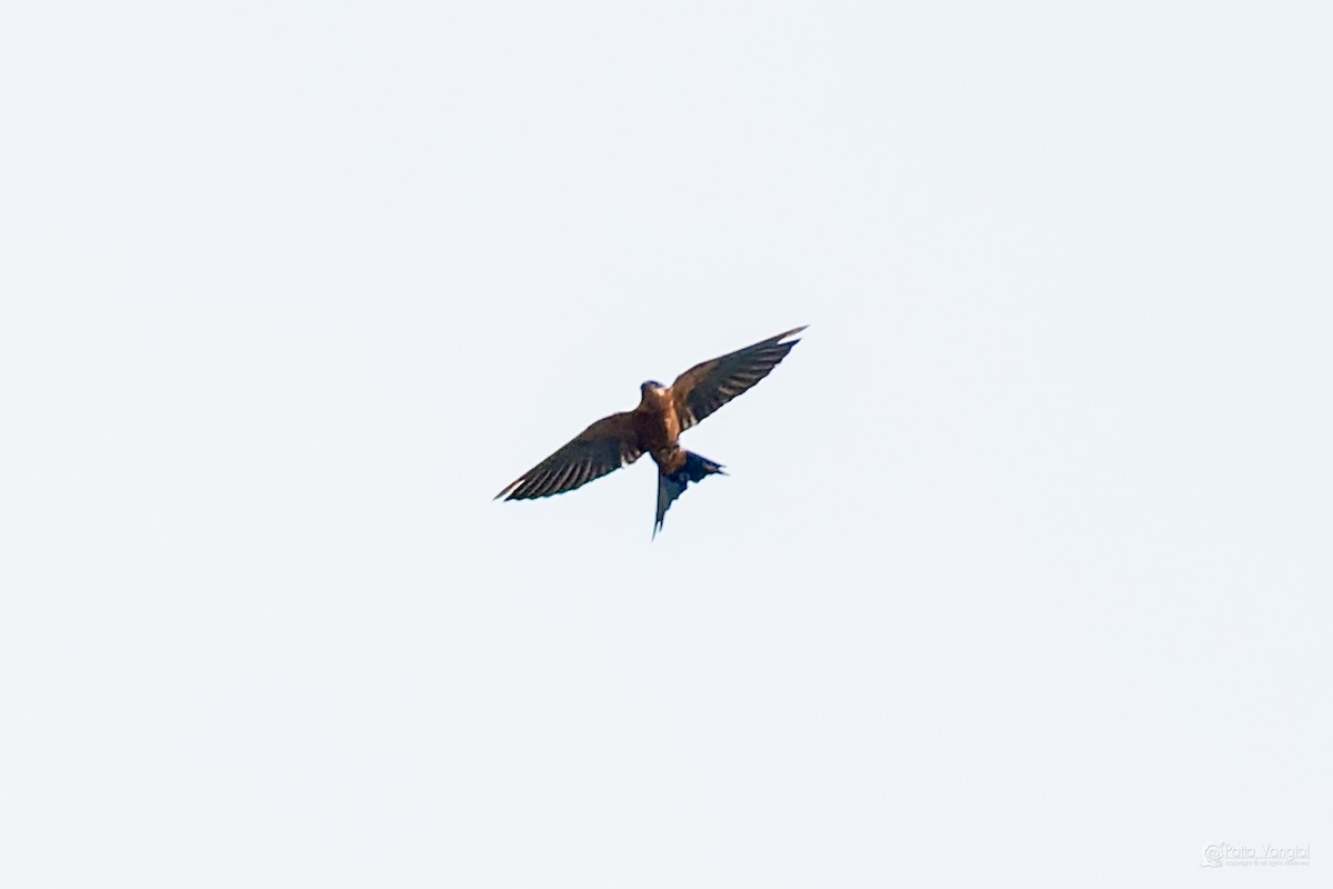 Sri Lanka Swallow - ML644306577