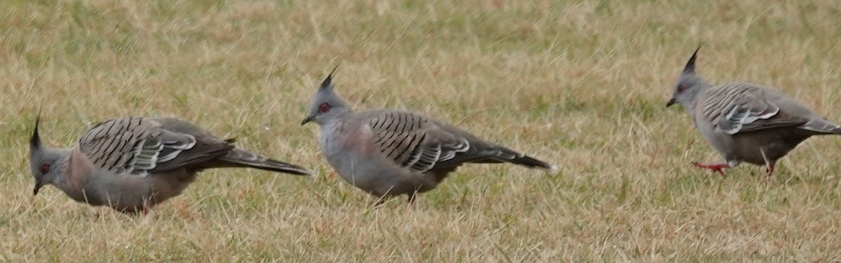 Хохлатый бронзовокрыл - ML644306587